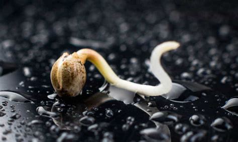 Germinating weed seeds. Things To Know About Germinating weed seeds. 